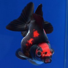 画像8: 中国金魚　赤黒だるま琉金　11cm (8)