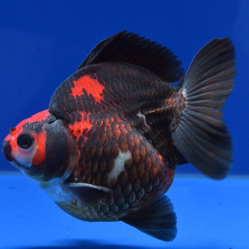よこはま金魚の中国金魚 赤黒だるま琉金 11cm